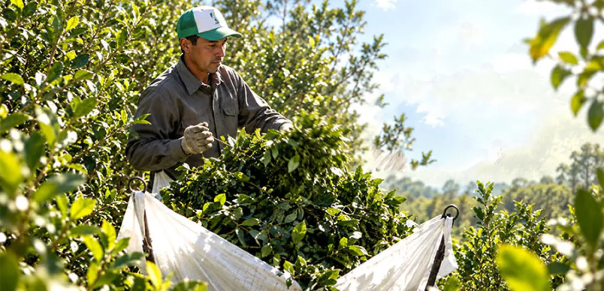 El DNU 70/2023 también sigue destruyendo la producción yerbatera